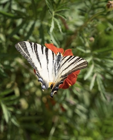 fondos de pantalla plant, arthropod
