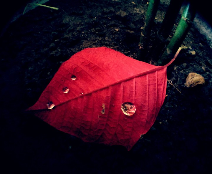 Red leaf