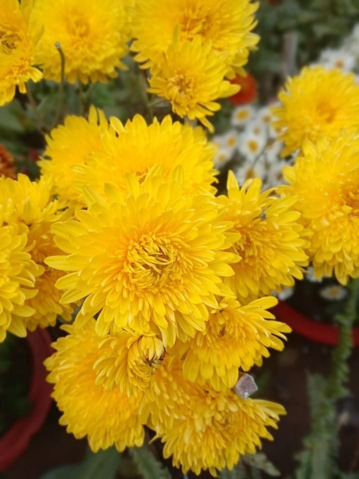 CHEERFUL...