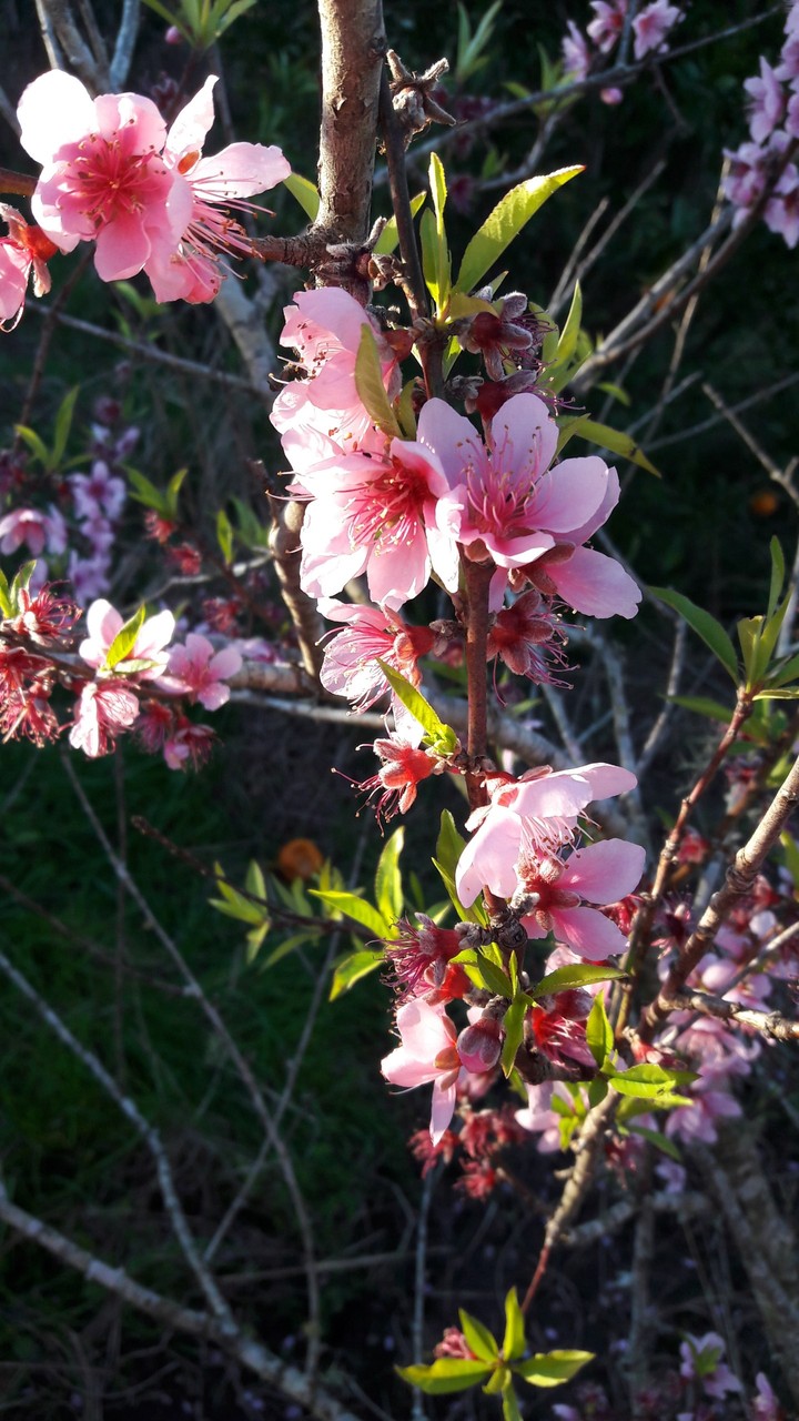 Blossom