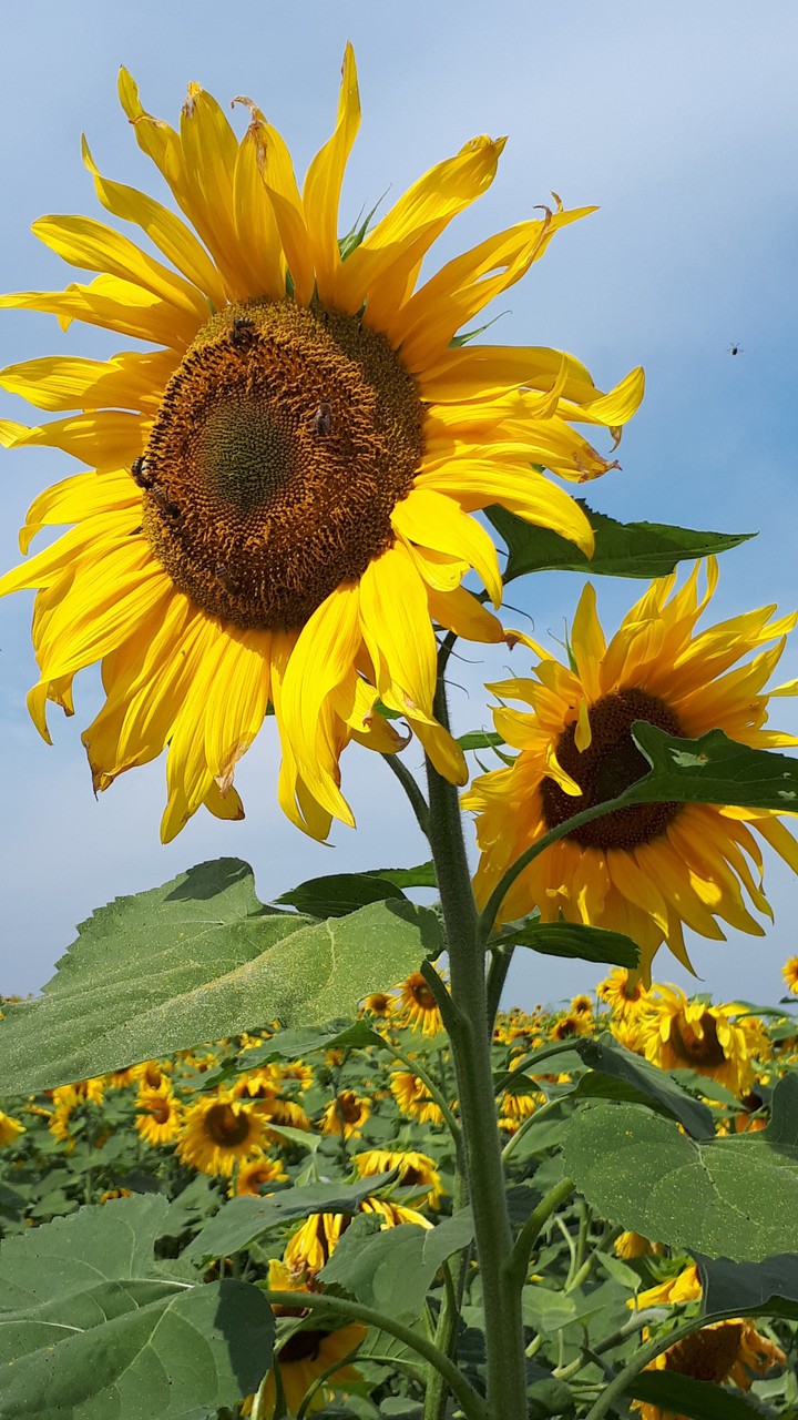 sunflower