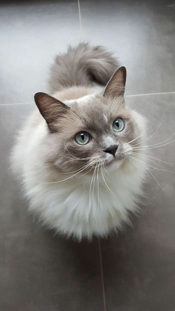 나의 냥이♡