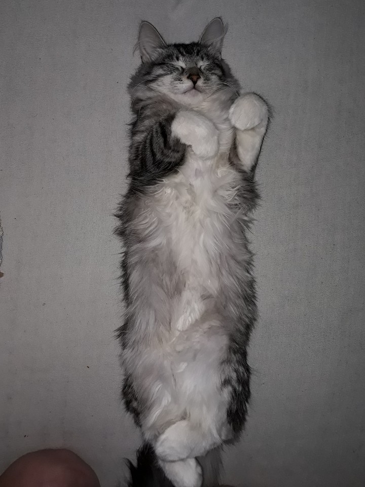 кошка