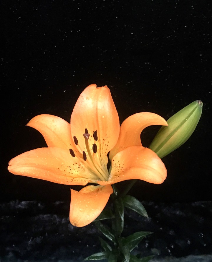 A Lily below Stars