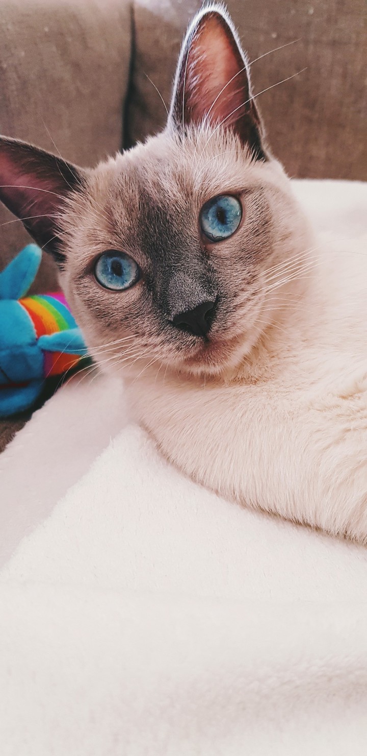 baby cat
