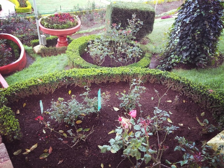 Rose Garden @OOTY