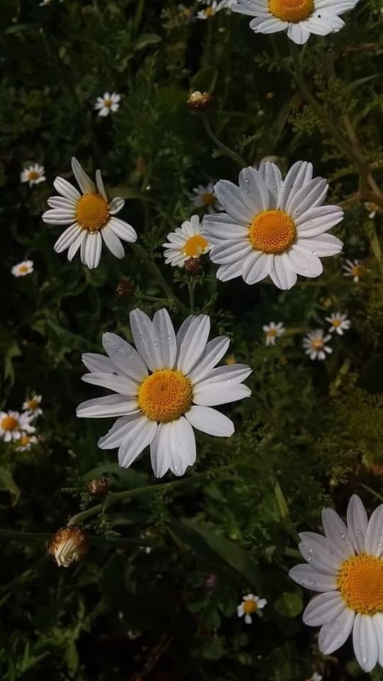 spring