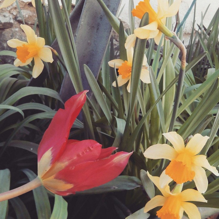 Spring is coming