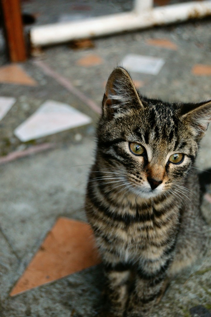 cat