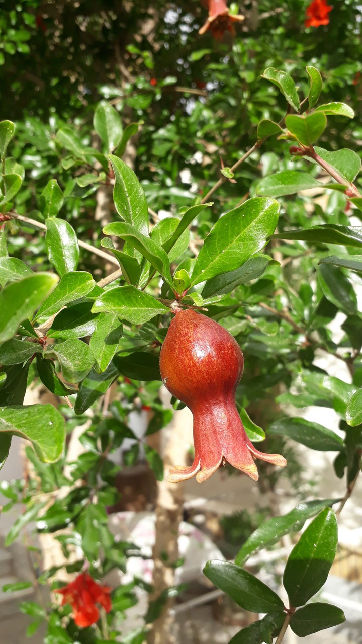 pomegranate