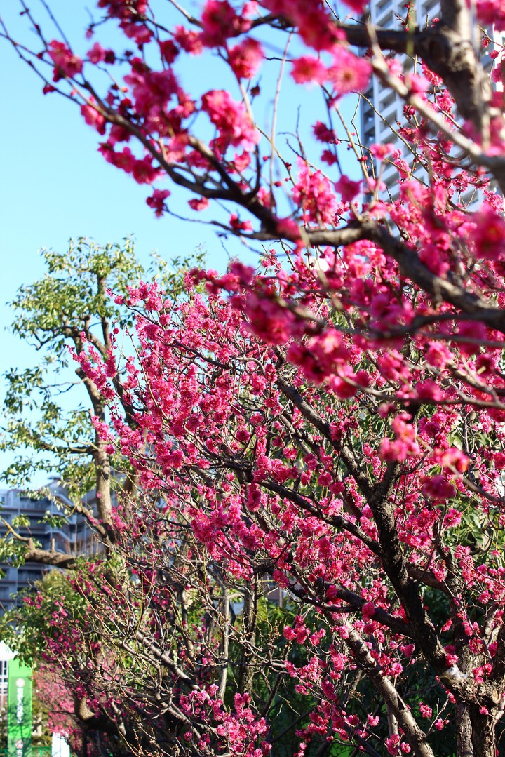 spring,2018