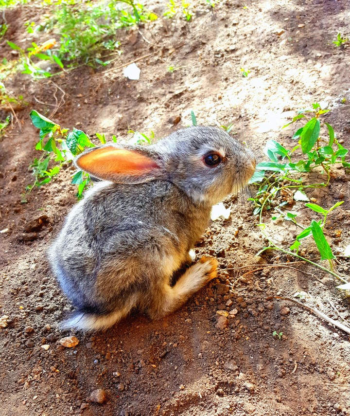 Little rabbit  Betty
