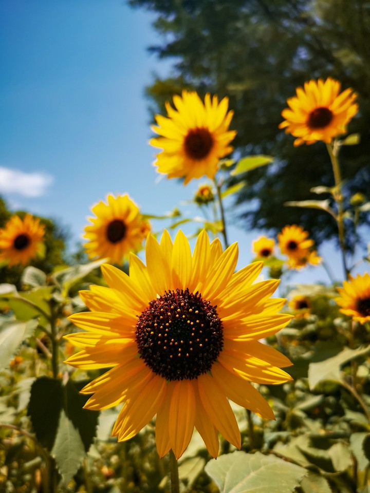 sunflower