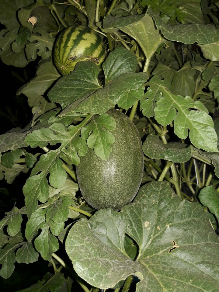 my garden
