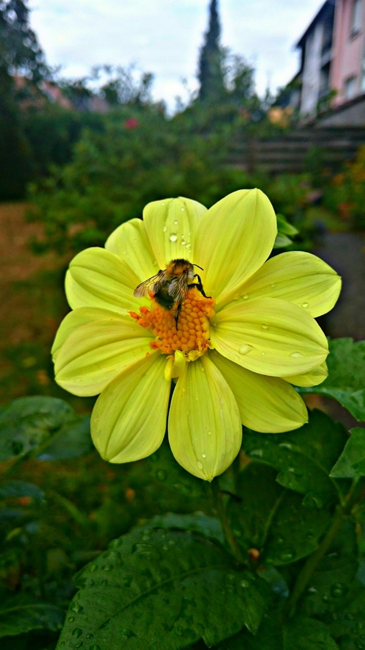 Bee