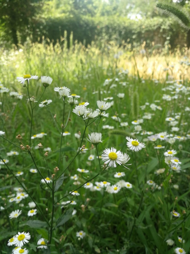 summer