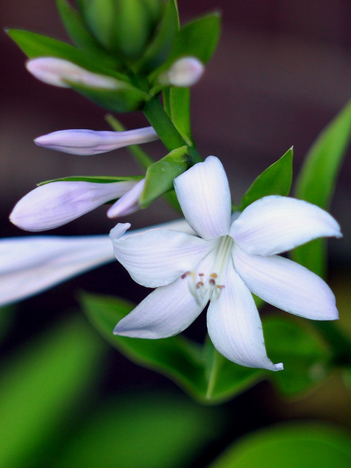 White flowers hosts