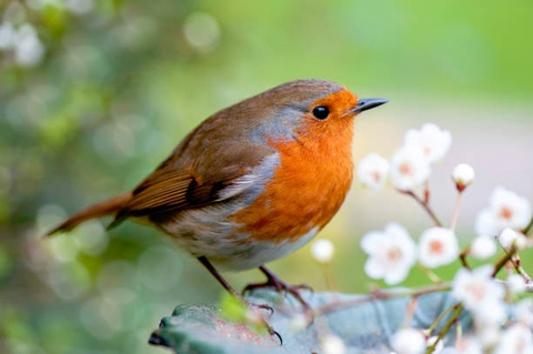 sfondi bird, finch