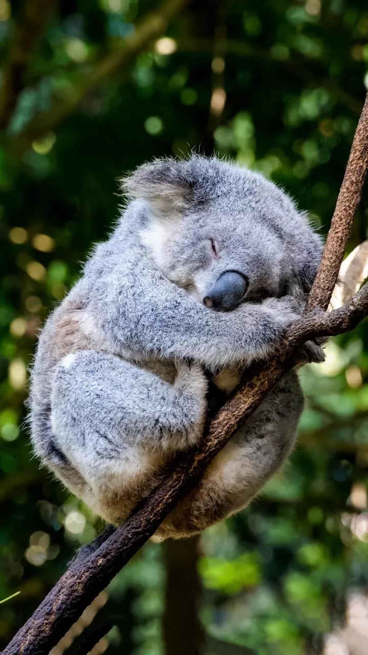 sleeping koala