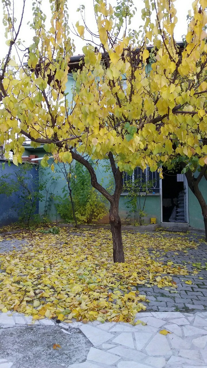 AĞAÇ