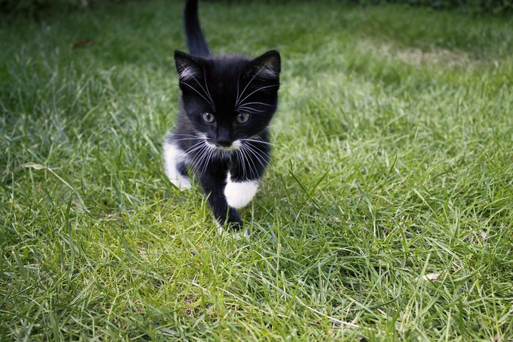 котенок