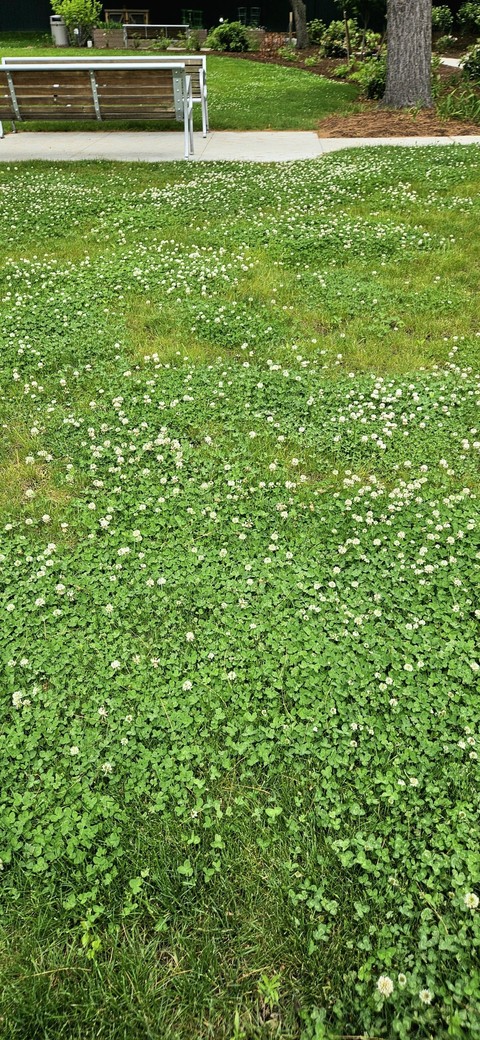 lawn, shrub वॉलपेपर