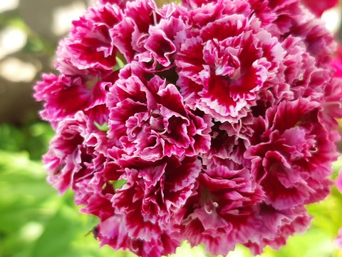 carnation