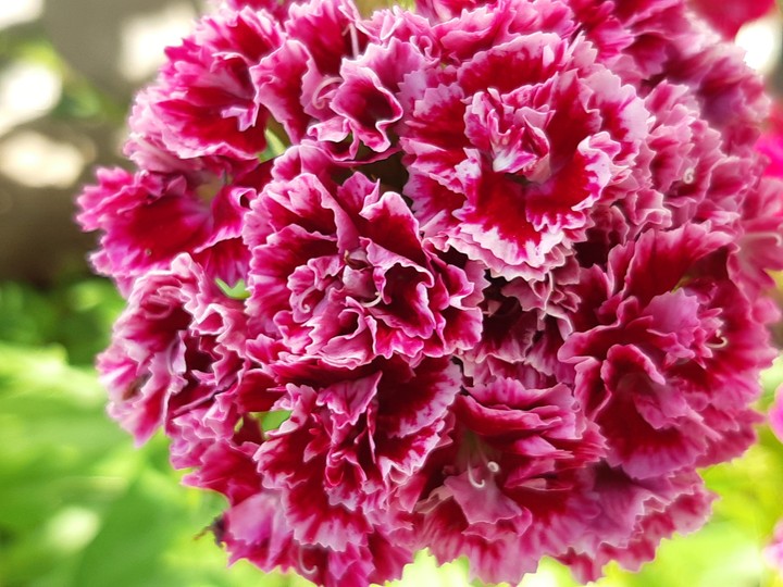 carnation