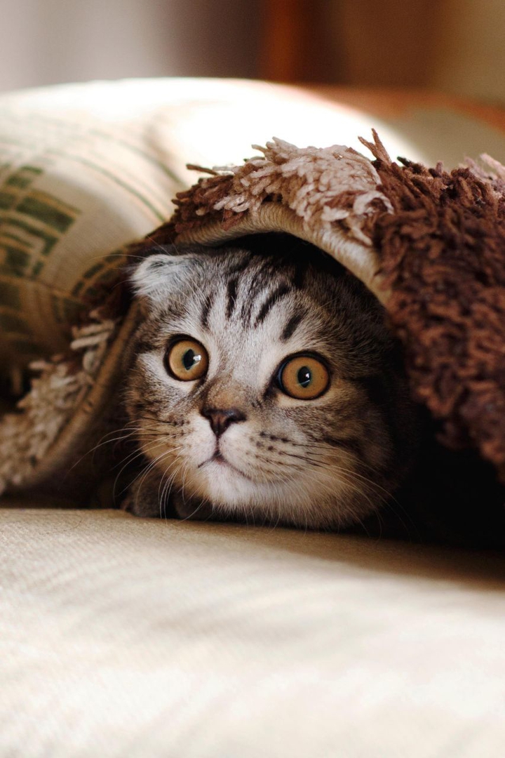 Кот