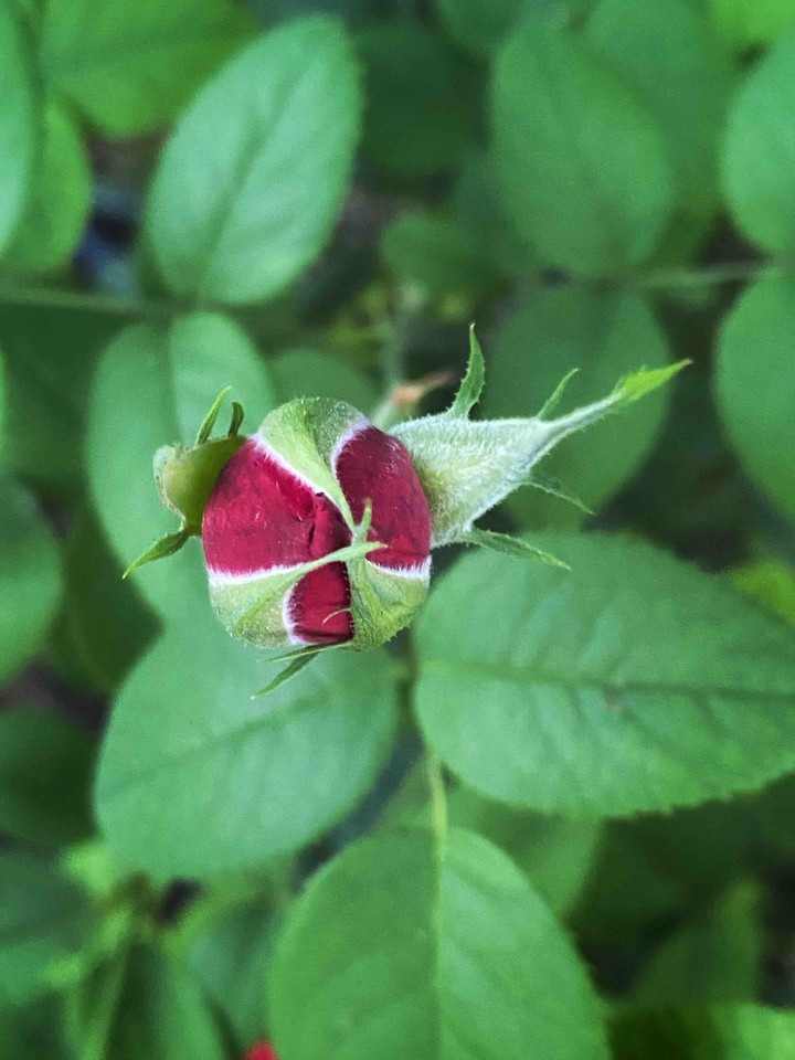 rosebud