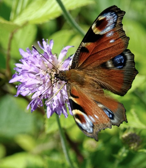 sfondi insect, arthropod