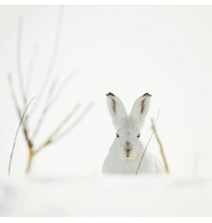 White winter's hare