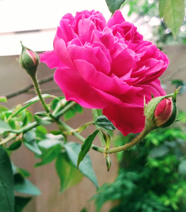 Beauty