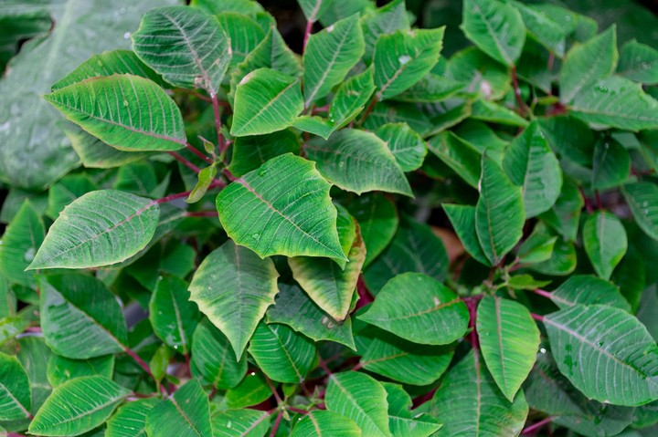 green
