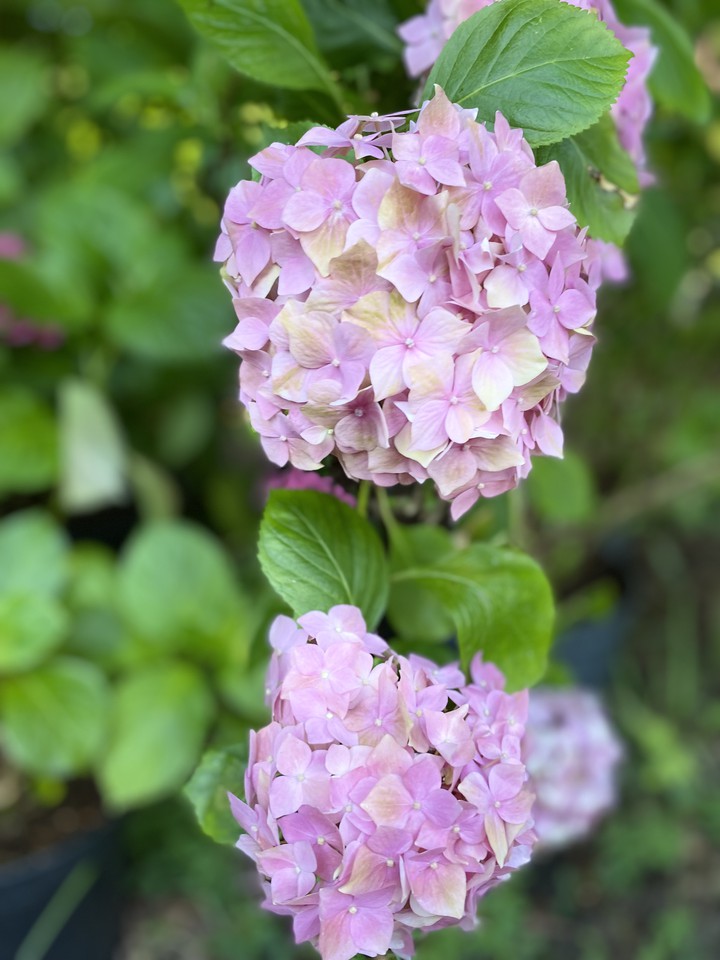 Hortensia