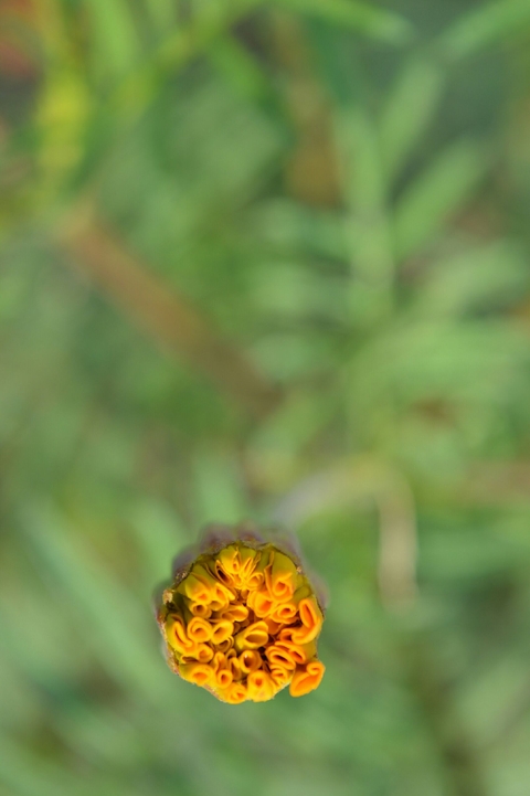 MARIGOLD FLOWER