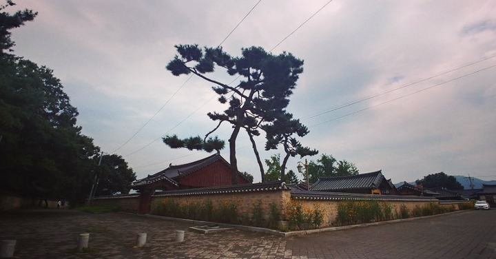 소나무