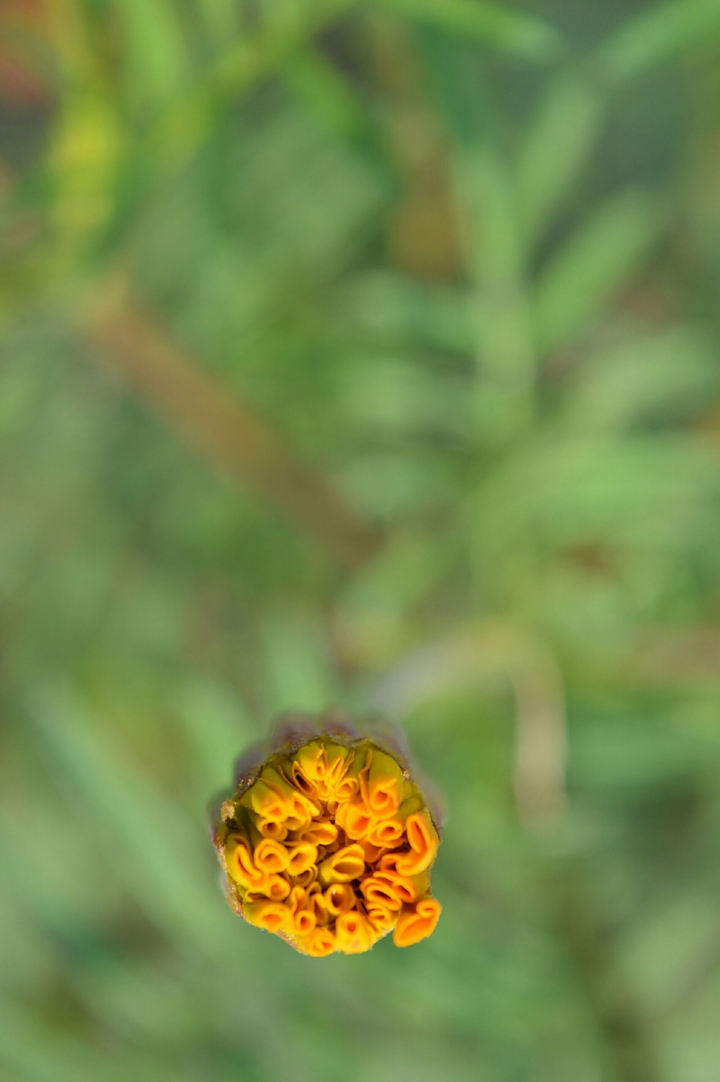MARIGOLD FLOWER