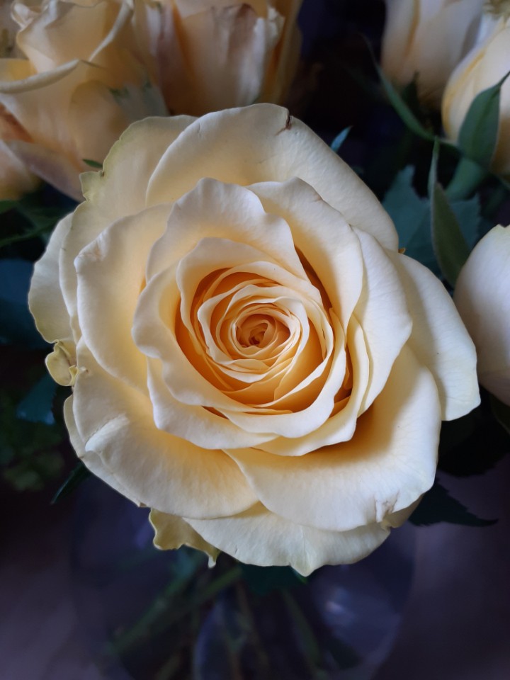 Rose