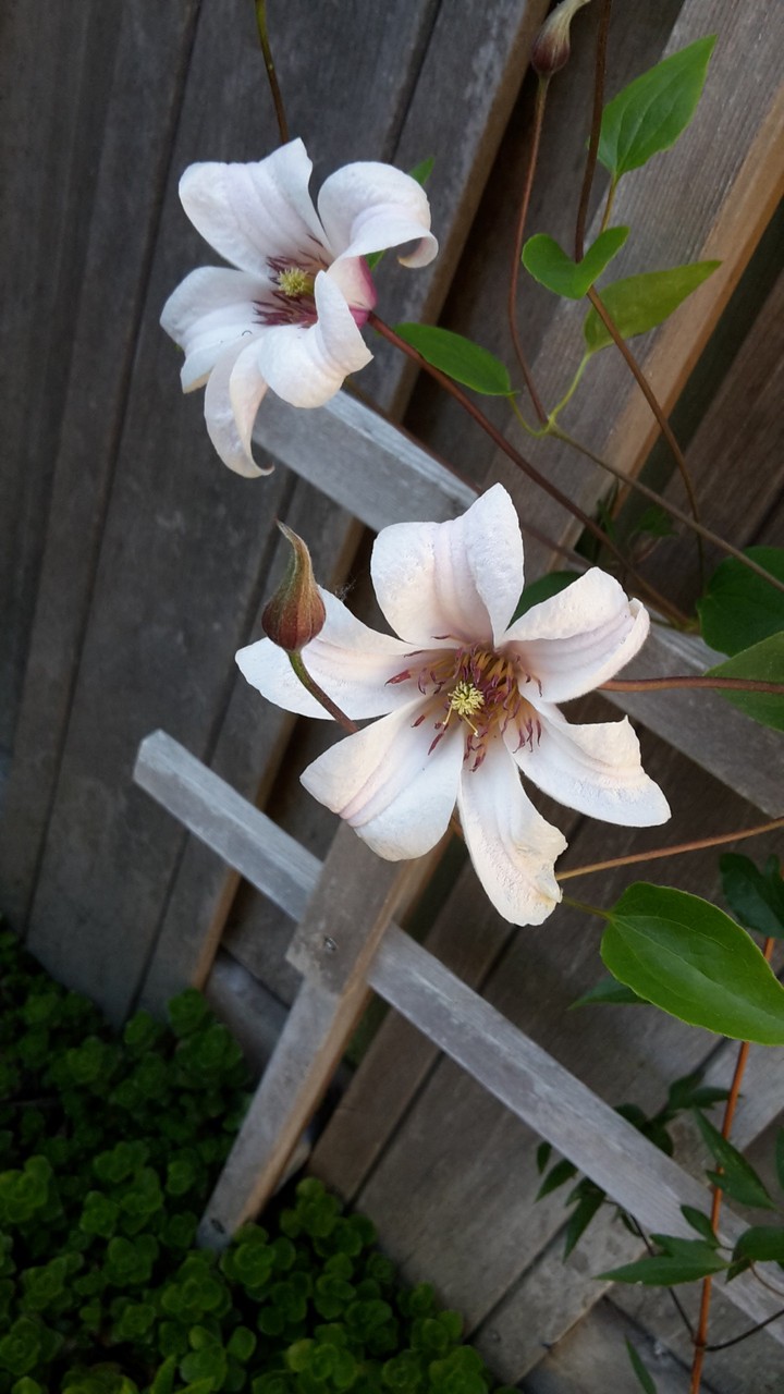 Flowers from my garden