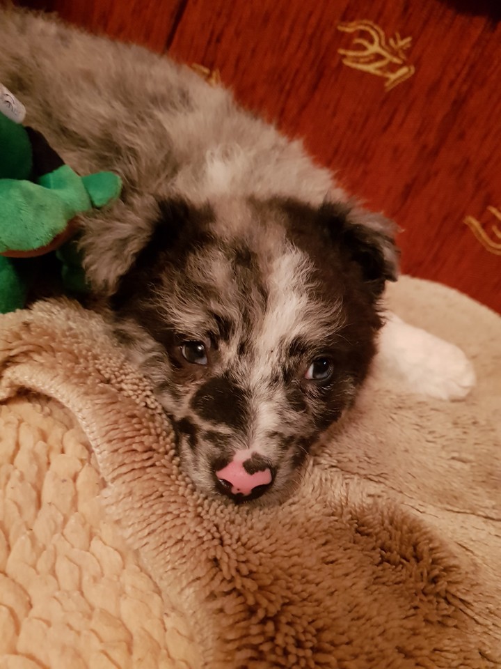dog