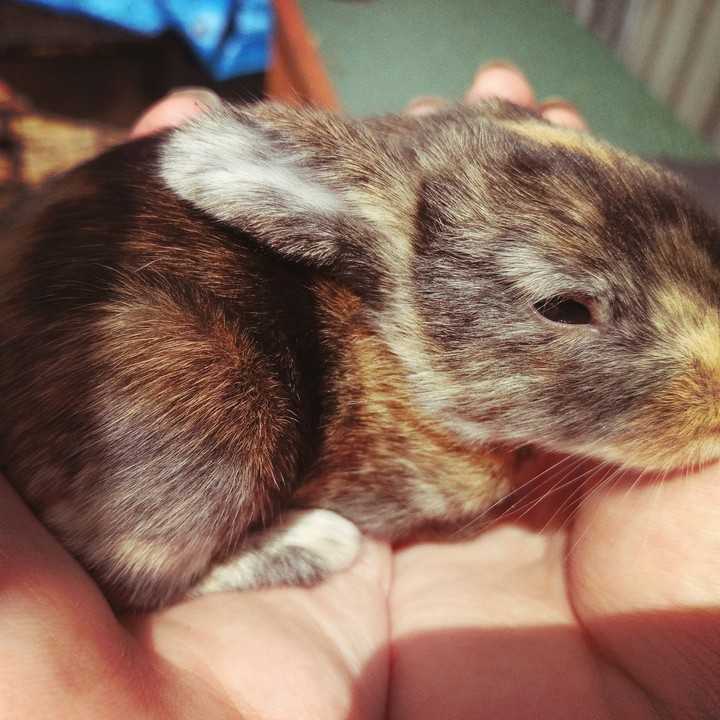 Harleybunbun baby