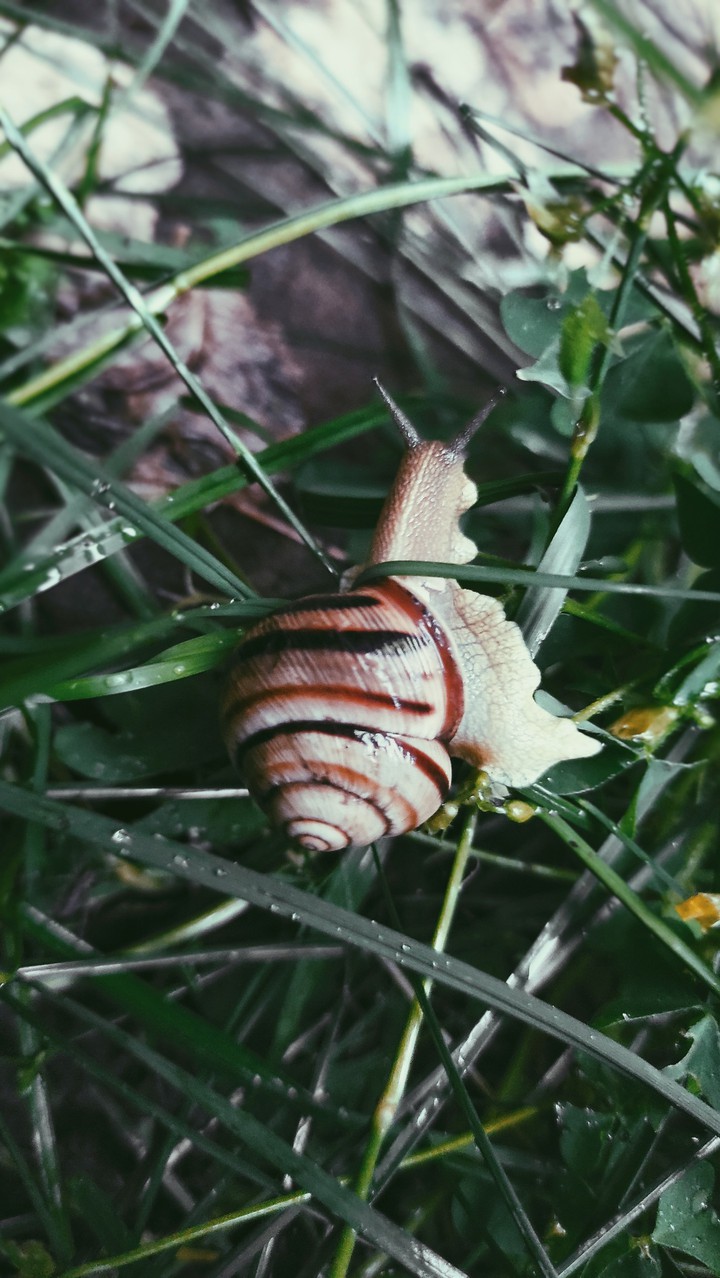 snail