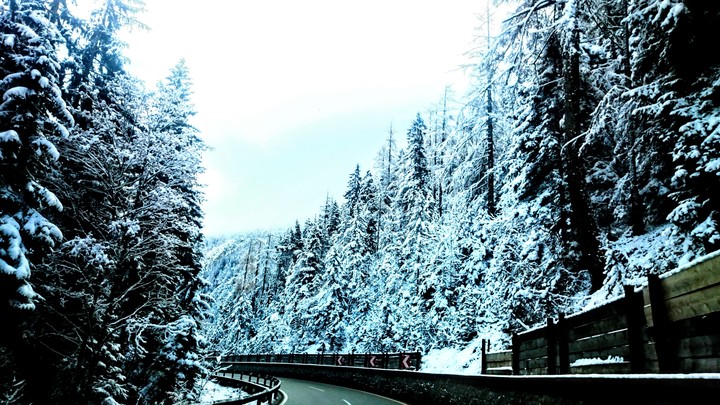 #Alps #mountain #forest #winter