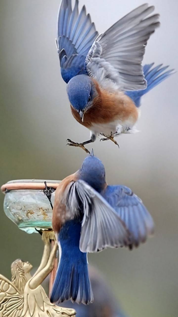 Birds