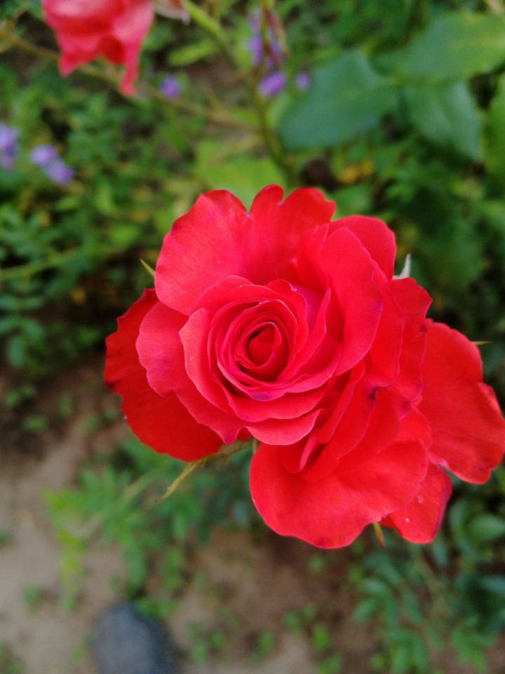 rose