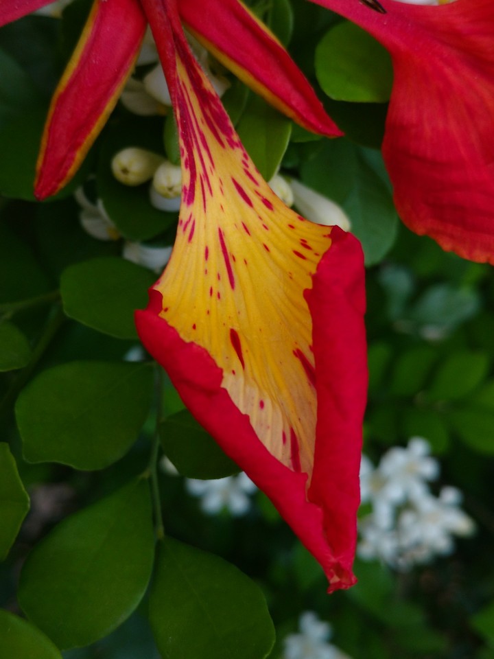 pétalas de flores