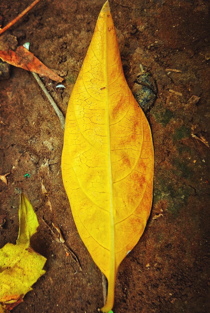 leaf?and ant?wallpepar