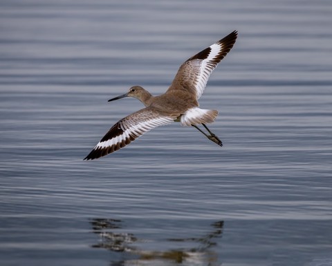 bird flight