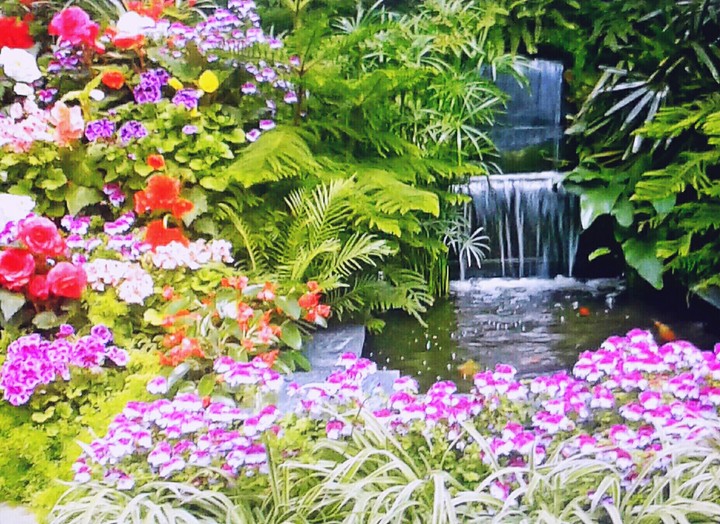 Arroyo de peces de colores